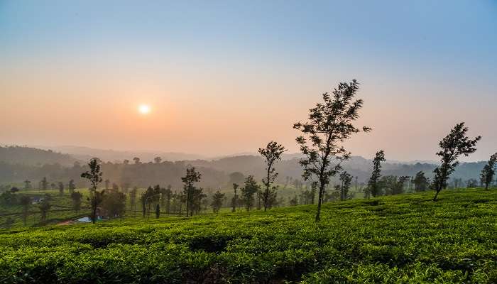 A sunset view of a tea plantation in Coorg