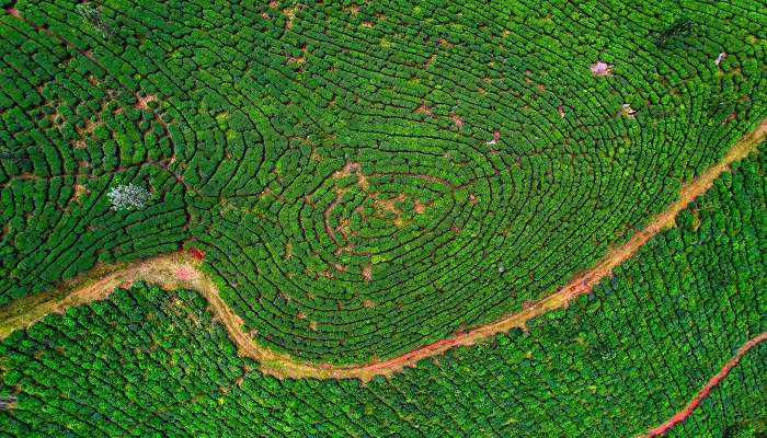 Aerial view of tea plantations while on the Ooty to Munnar road trip.