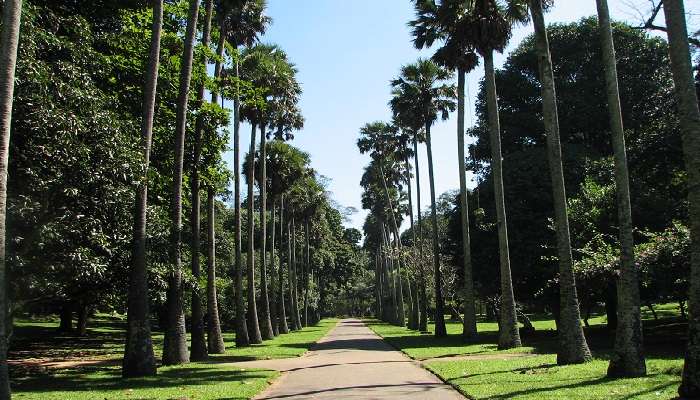 How To Reach Peradeniya Botanical Gardens Sri Lanka