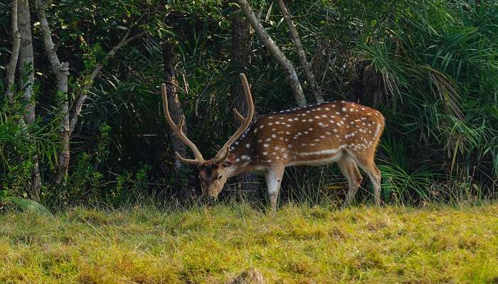 Beautiful spotted deer in Bhitarkanika National Park, one of most popular offbeat places in Odisha.