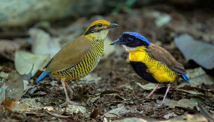 The Thung Teao Forest, surrounding the Emerald Pool is home to Gurney’s Pitta, a critically endangered bird species