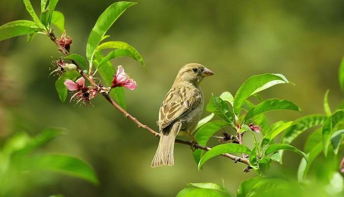 Sparrow sitting on the blooming tree