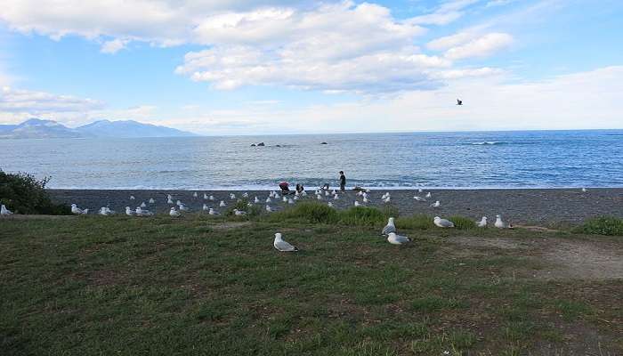 Birds In Kaikoura