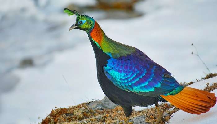 The Himalayan Monal is one of the birds you can see while birdwatching in Nachiketa Tal