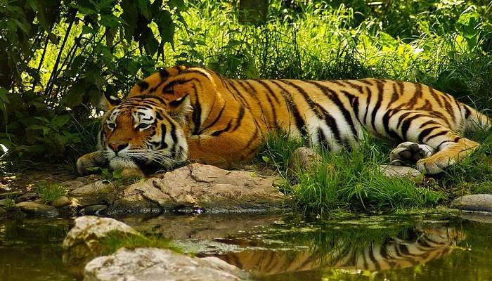Terletak di Alipurduar, Cagar Alam Harimau Buxa adalah salah satu tempat unik terbaik di Benggala Utara yang harus Anda kunjungi