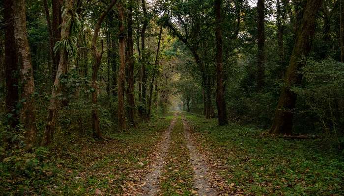 Jungle scenes during a safari at Buxa Tiger Reserve, one of the best offbeat places near Jalpaiguri