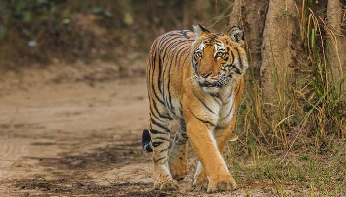 A bengal tiger at Jim Corbett National Park to explore near corbet falls.