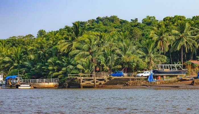 Captivating view of Chorao Island