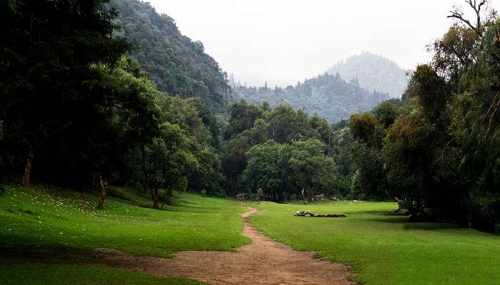 Walk on the soothing grass carpet entrance at Thung Teao Forest Natural Park