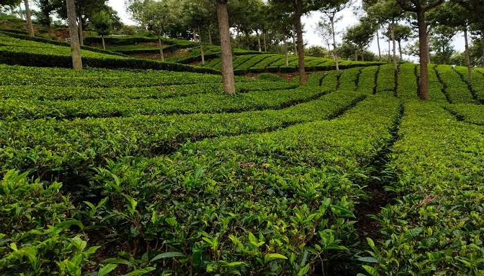  The scenic view of tea plantations of Coonor.