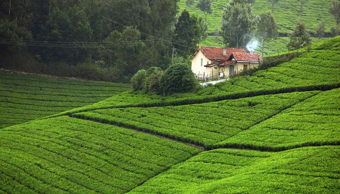 Coonoor is the hub of tea plantations