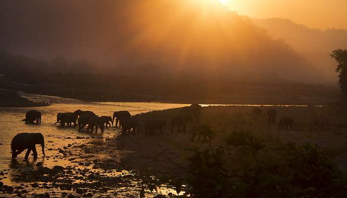 Elephants playing in the corbet falls at the park during sunrise