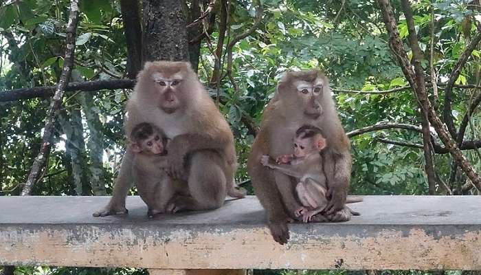 Monkeys are found in Dau Be Island