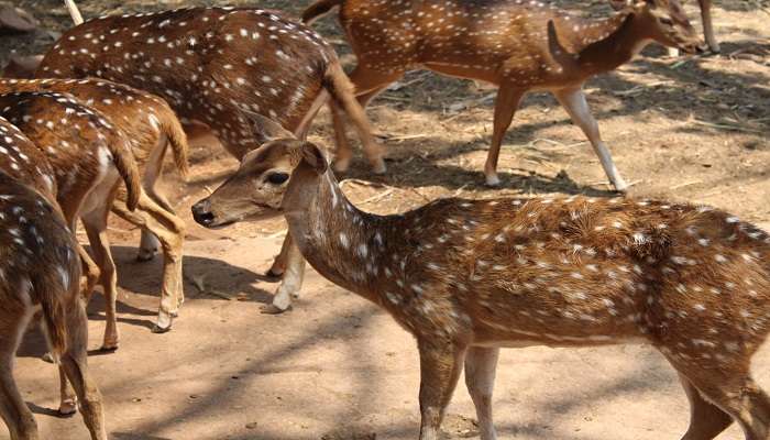 A closeup shot of a Spotted dear in the cage in the deer park reserve near Tirupati