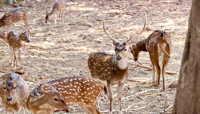 Taman Rusa adalah salah satu tempat terbaik untuk dikunjungi di dekat Tirupati dalam jarak 50 km