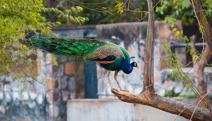  Delhi zoo - a wild heart at the flatland Delhi.