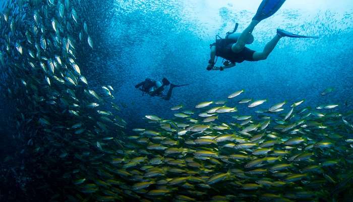 Discover underwater wonders by scuba diving at Turtle Beach Havelock. 