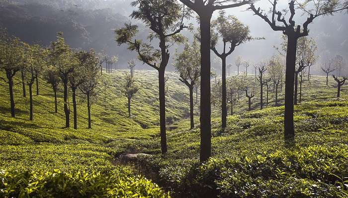 Tea plantations in Coonoor make for a scenic landscape