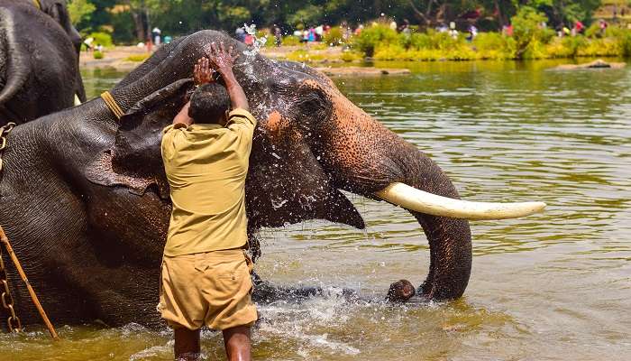 A Mahout bathing an Elephant