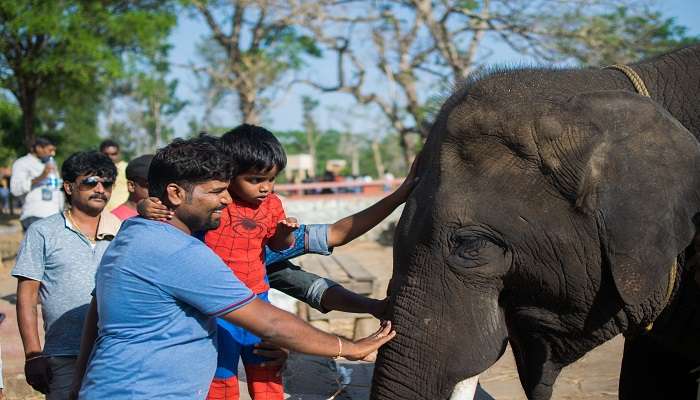 Visitors petting an Elephant