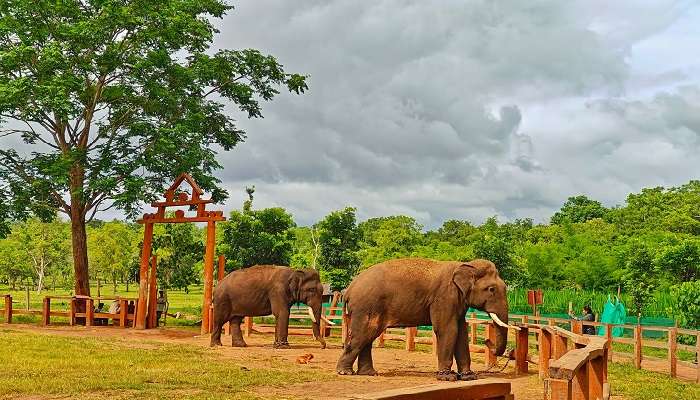 Dubare Elephant Camp is one of the best places to visit near the falls