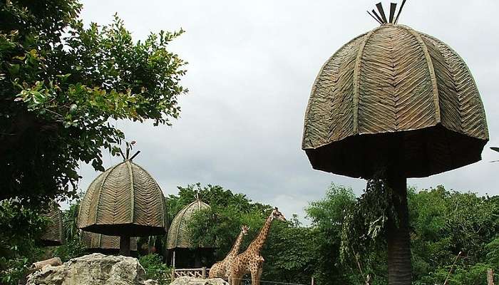Giraffe in the Dusit Zoo, is an ideal picnic spot for families with children.
