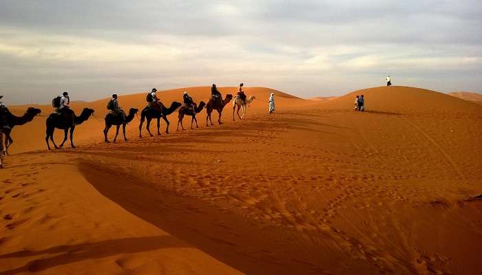 Camels in the Rub al Khali or Empty Quarter
