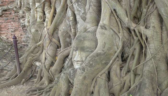 Enigmatic Buddha head entwined in Banyan tree roots at Wat Mahathat Thailand Ayutthaya.