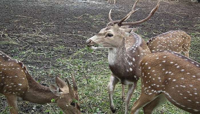 Take a look at the deers in Nisargadhama Deer Park