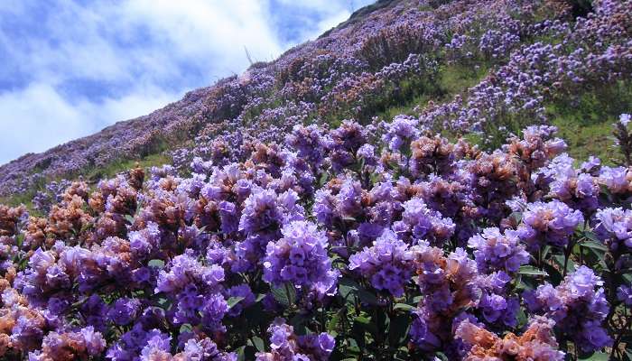 Eravikulam National Park is popular for housing Nilgiri Tahr and the blooming of Nilakurinji flowers
