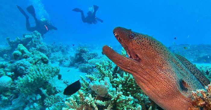 Coral Reef Snorkeling