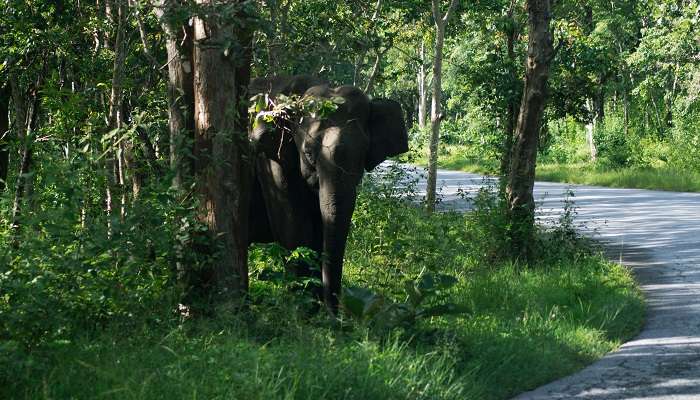 Spot different animals during your journey to Palaruvi Falls.