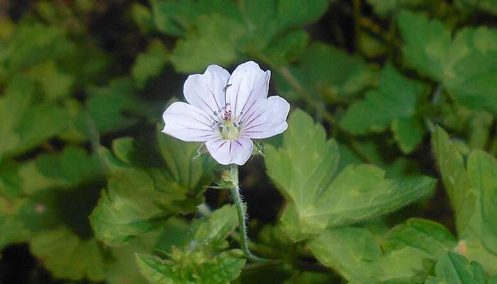The Saacha Pass is home to many endangered flower species, adding to its beauty like this Geranium Nepalese Sweet