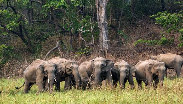 A Family of Elephants in the Jim Corbet National park at the corbet falls.