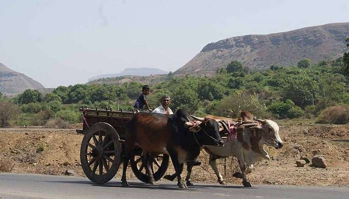 Mumbai To Nashik Road Trip For Long Drive Enthusiasts