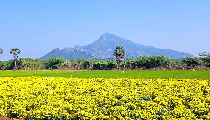 Arunachala Hill is known as Giri Pradakshina.