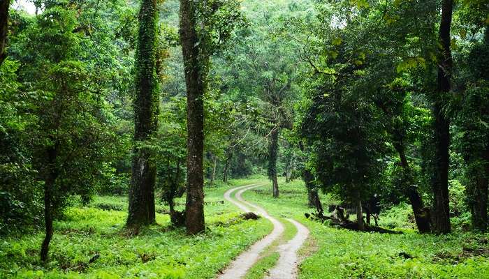Exploring the Gorumara Forest in North Bengal, an Offbeat Place Near Jalpaiguri