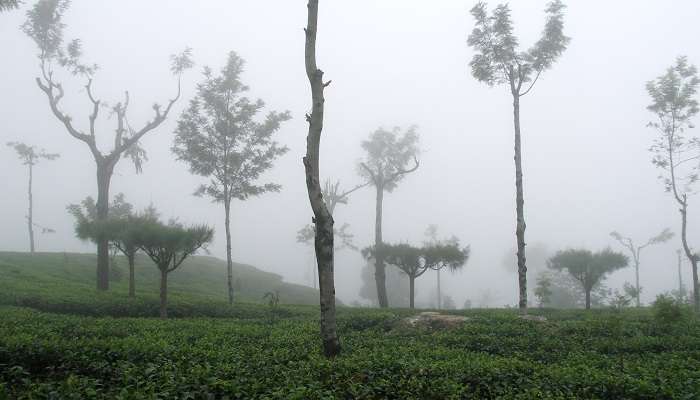 The Beautiful tea garden of Haputale in Sri Lanka 