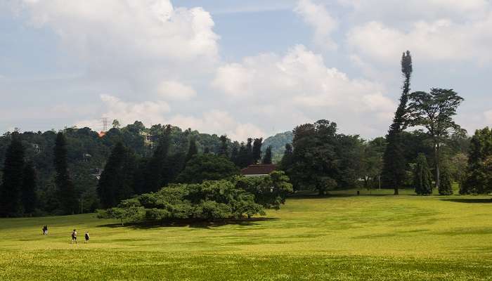 The lush greenery of Peradeniya Botanical Gardens Sri Lanka