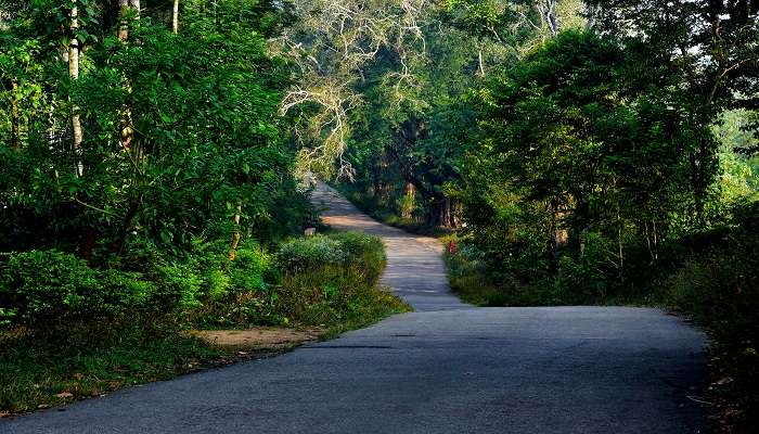 A scenic road on the way to Coorg