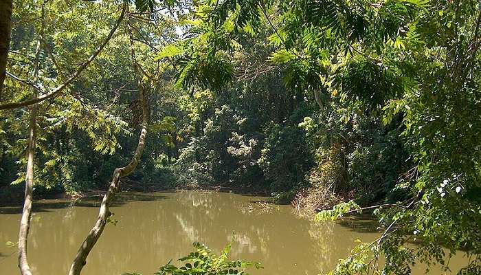 View of the Royal Pond in the Udawatta Kele Sanctuary in Kandy, Sri Lanka