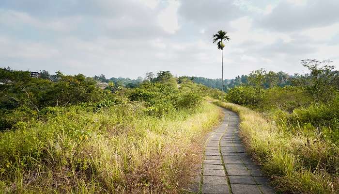 Beautiful view of the Campuhan Ridge Walk, surrounded by tropical forest
