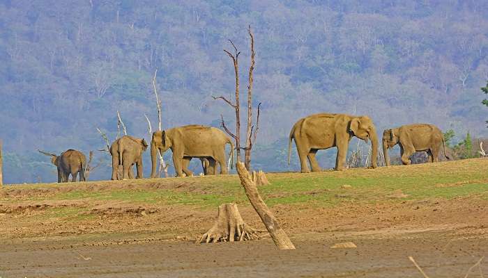  How to reach Kabini National Park depends on where you are coming from