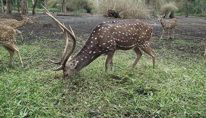 Deers in Nisargadhama Deer Park