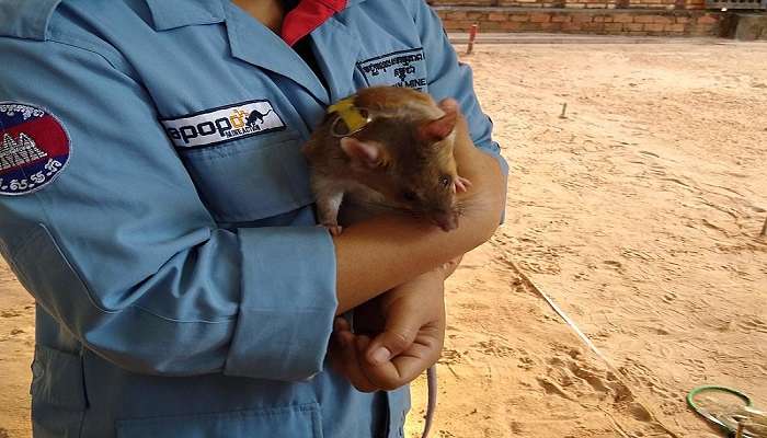 A landmine-sniffing rat at APOPO