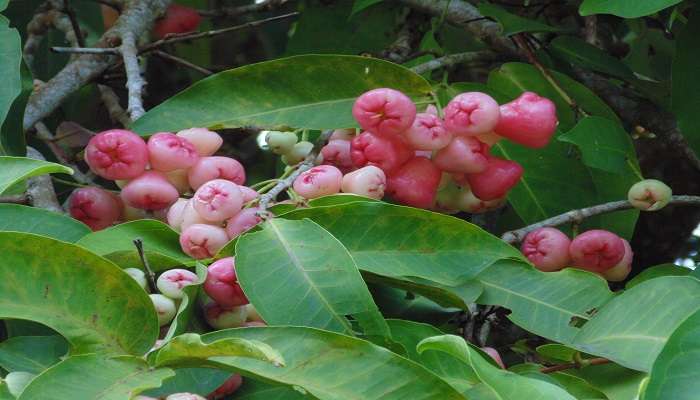  Great Spice Garden Near Anse Beach Grenada 