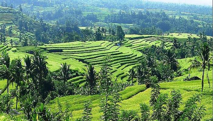 Enjoy the view of Jatiluwih Rice Terraces in Bali, Indonesia