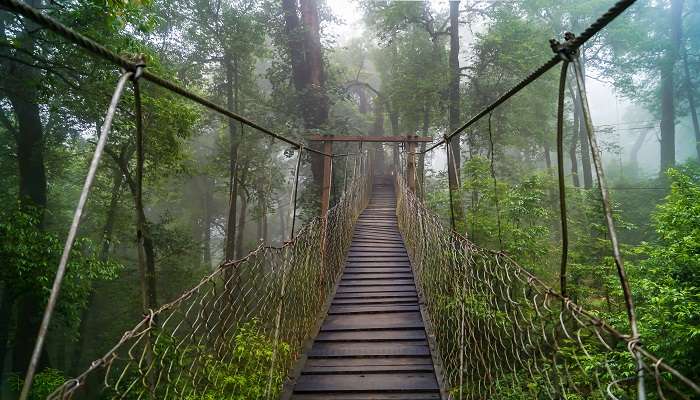 Pemandangan Canopy walk, salah satu tempat offbeat terbaik di Kalimpong