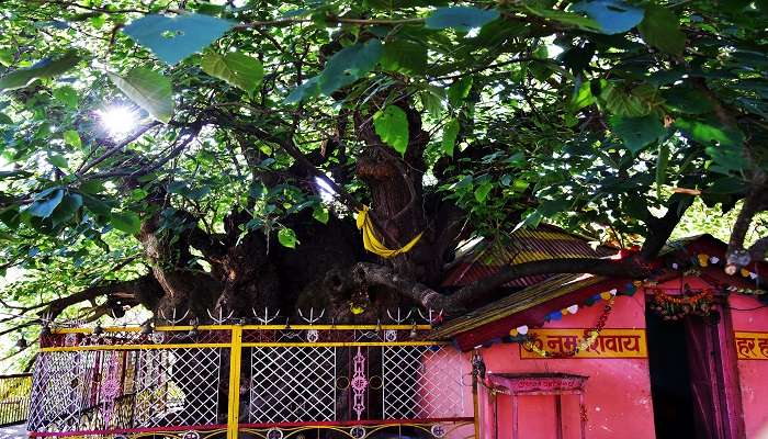 Kalpavriksha tree covering the Jyoteshwar Mahadeo Temple 
