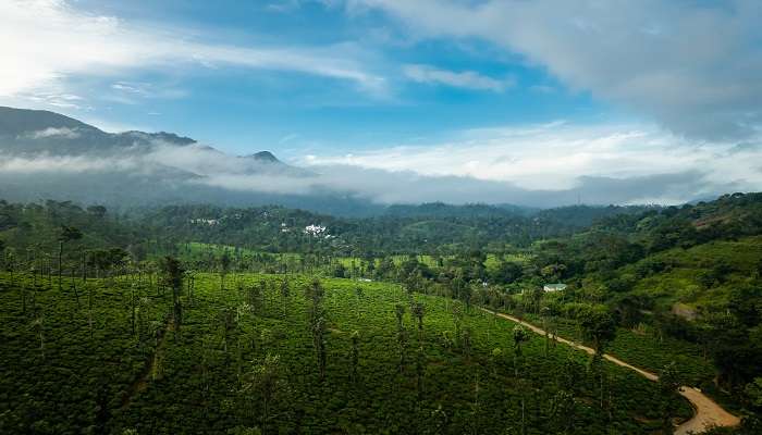 View of Kerala you get to experience during the Kannur to Wayanad road trip